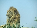 Alex_DZoo_Safari-I (48)